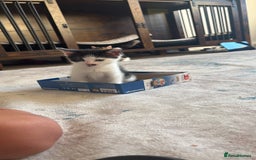 Mixed Breed cats for sale: 4 beautiful kittens  - Image 10
