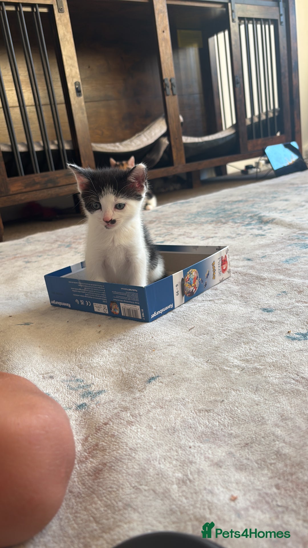 Mixed Breed cats for sale: 4 beautiful kittens  - Image 10