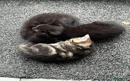 Domestic Shorthair cats for sale: 3 Gorgeous Kittens!! - Image 5