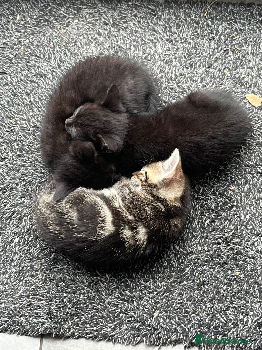 Domestic Shorthair cats for sale: 3 Gorgeous Kittens!! - Image 5
