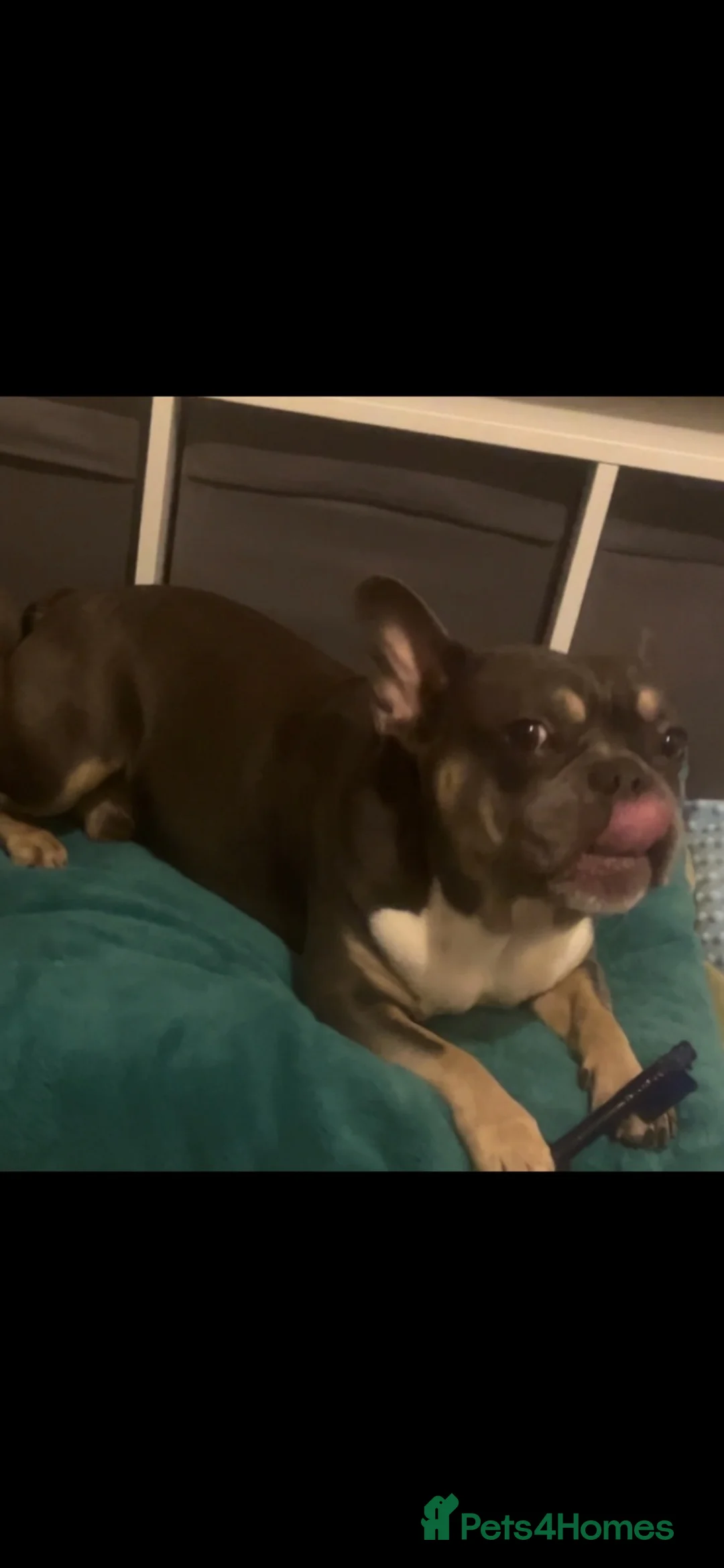 French Bulldog dogs for sale: Rehoming our lovely boy - Advert 4