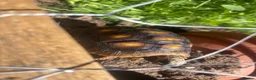 Tortoise reptiles for sale: 1 year old red foot tortoise  in Barnsley - Advert 3