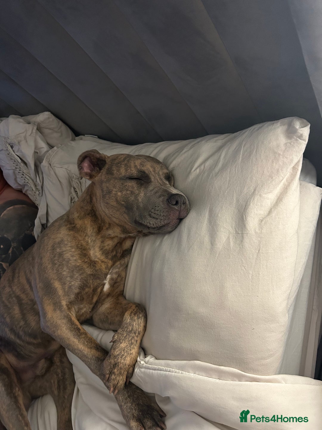 Staffordshire Bull Terrier dogs for sale: 1 year old staffy for rehoming.  - Advert 5