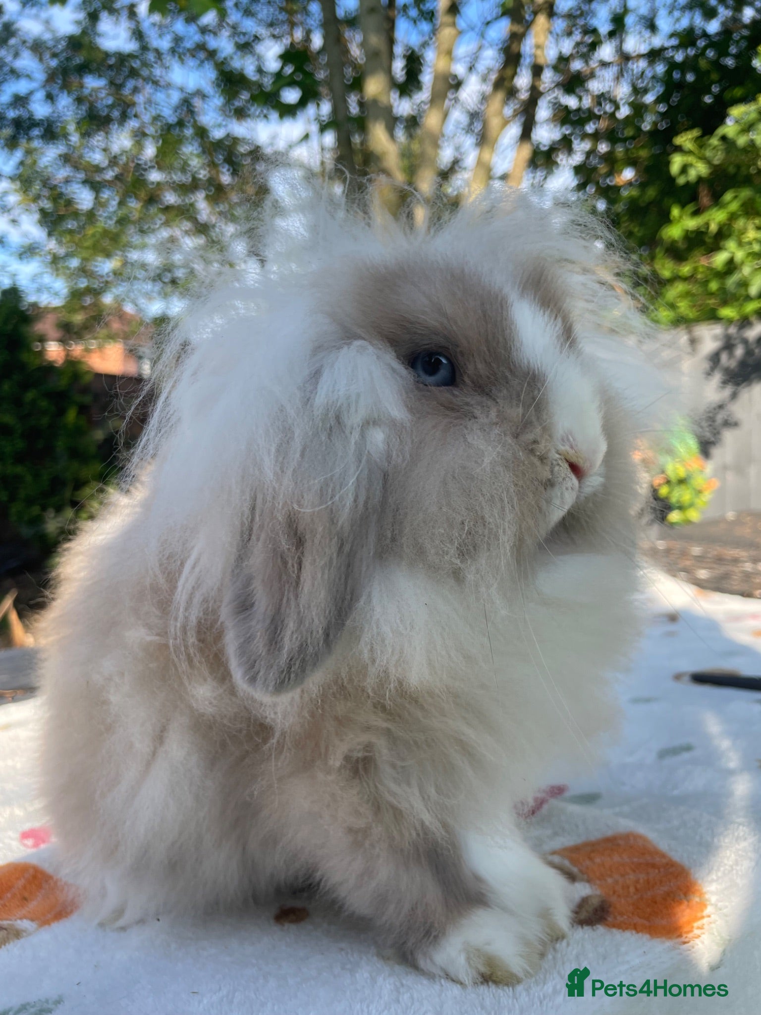 Mini Lion Lop rabbits Super friendly Lion Lop Girl - Advert 2