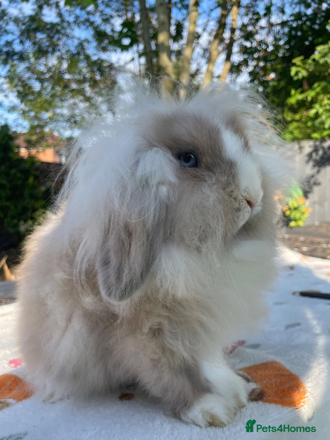Mini Lion Lop rabbits for sale: Super friendly Lion Lop Girl - Advert 1
