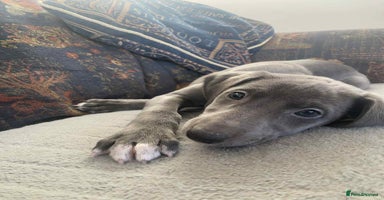 Mixed Breed dogs Beautiful Saluki x Whippet puppies - Advert 14