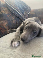 Mixed Breed dogs Beautiful Saluki x Whippet puppies - Advert 14