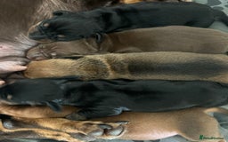 Miniature Dachshund dogs for sale: 1 left KC, PRA Clear, miniature dachshund pups  - Image 3
