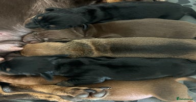 Miniature Dachshund dogs - Advert 16