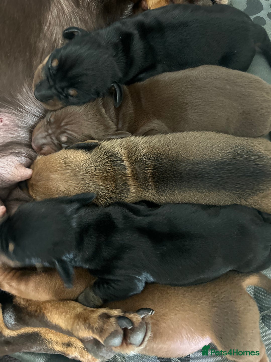 Miniature Dachshund dogs for sale: 1 left KC, PRA Clear, miniature dachshund pups  - Image 3
