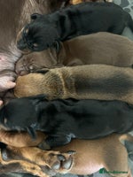 Miniature Dachshund dogs - Advert 1