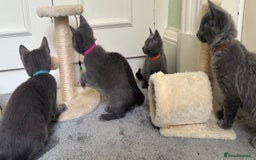 Russian Blue cats for sale: Russian Blue Kittens  in Lanark - Image 11