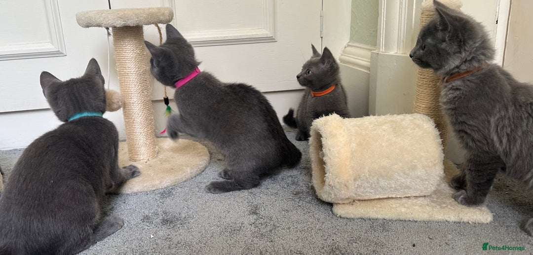 Russian Blue cats for sale: Russian Blue Kittens  in Lanark - Image 11