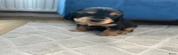 Cocker Spaniel dogs for sale: Beautiful Show cocker spaniel puppies  - Advert 12