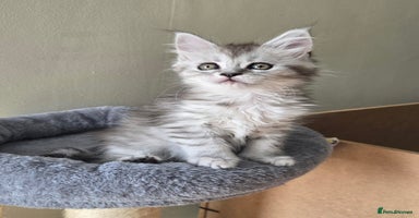 Maine Coon cats - Advert 9