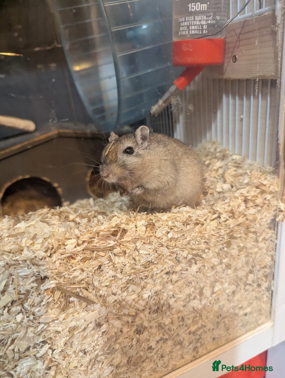 Gerbil rodents for sale: 2 gerbits girls  - Advert 3