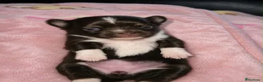 Chihuahua 5