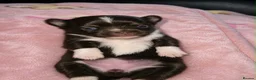 Chihuahua dogs for sale: Long haired chihuahua puppies  - Advert 6