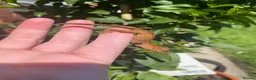 Gecko reptiles for sale: Crested Gecko Babies - Advert 10