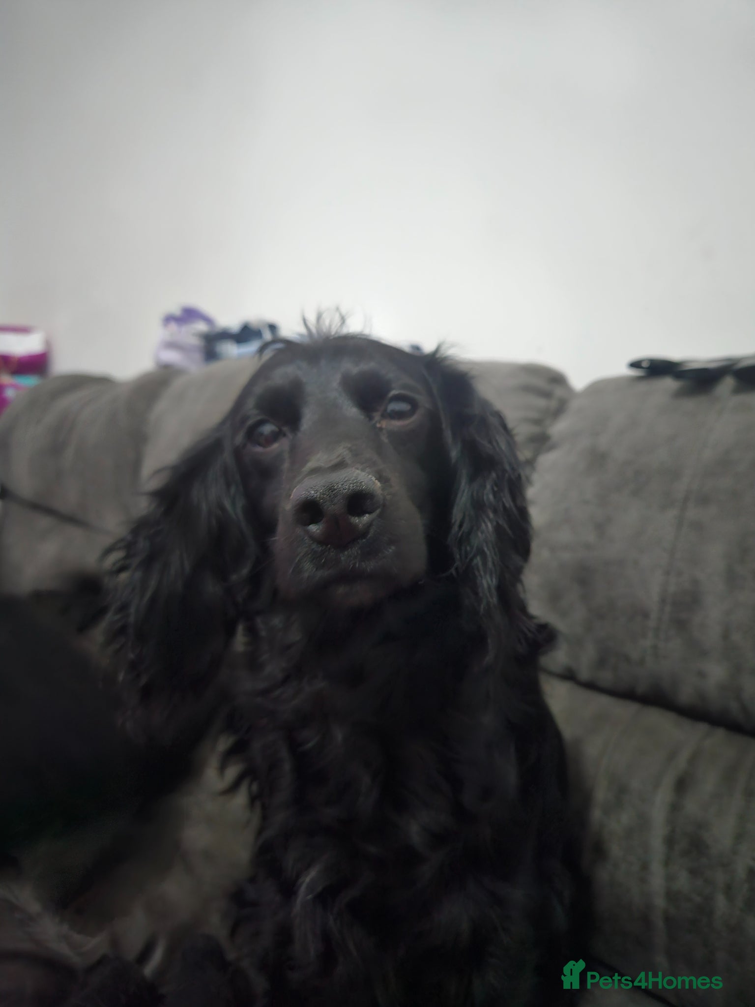 Cockapoo dogs Stunning Black cockapoo puppies  - Advert 2