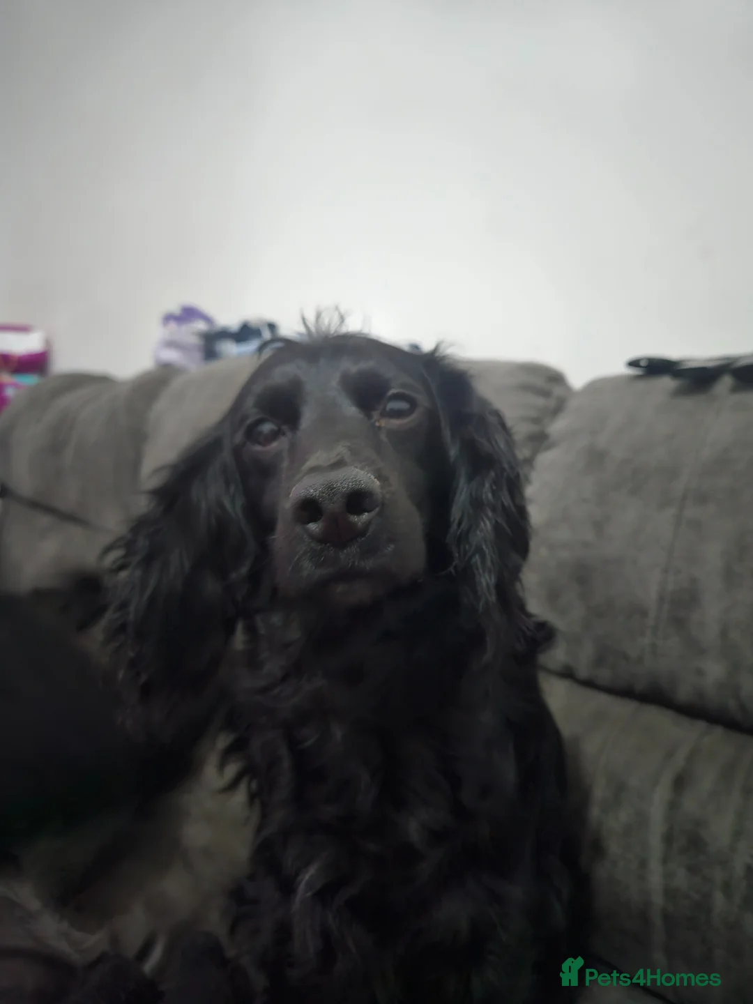 Cockapoo dogs for sale: Stunning Black cockapoo puppies  - Advert 2