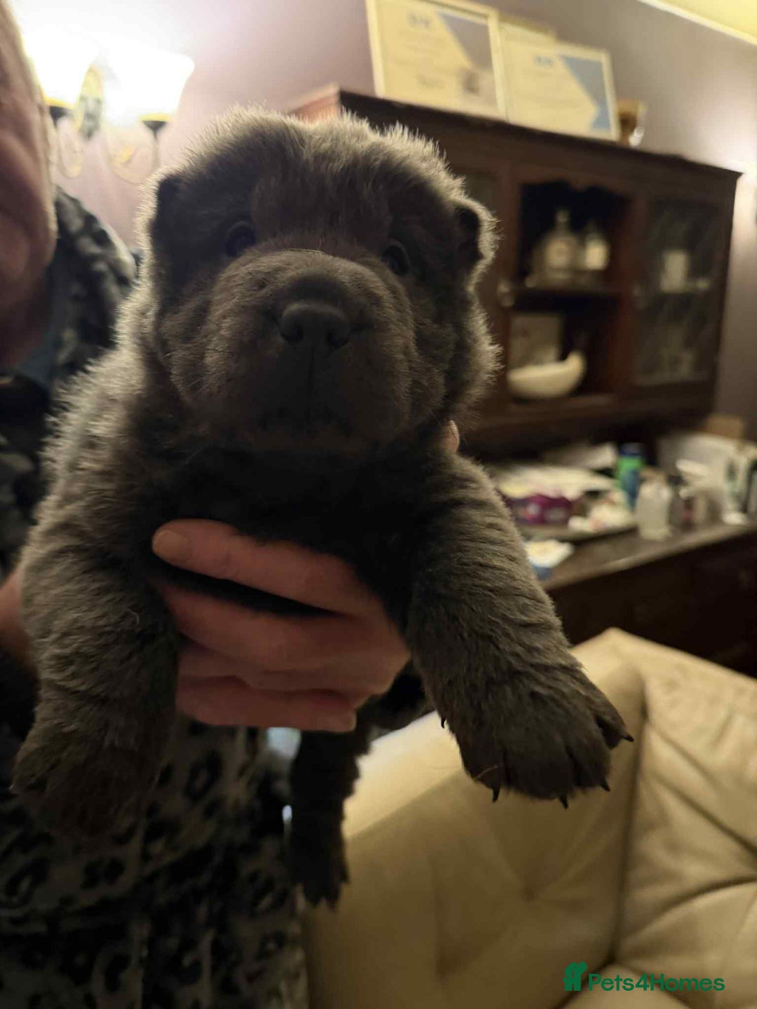 Shar Pei dogs for sale: 4 gorgeous bear coat shar pei puppies - Advert 1