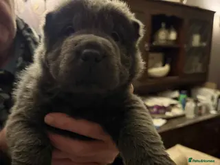 Shar Pei dogs 2 gorgeous male bear coat shar pei puppies - Advert 3