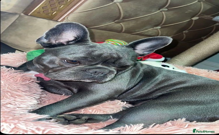 Mixed Breed dogs Mixed puppies - Advert 2