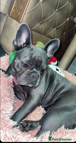 Mixed Breed dogs Mixed puppies - Advert 2