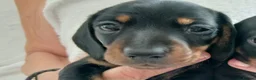 Miniature Dachshund dogs for sale: Mini smooth dachshunds - Advert 4
