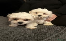 Malshi dogs for sale: Maltese x shihtzu  puppy white with beige ears - Image 9