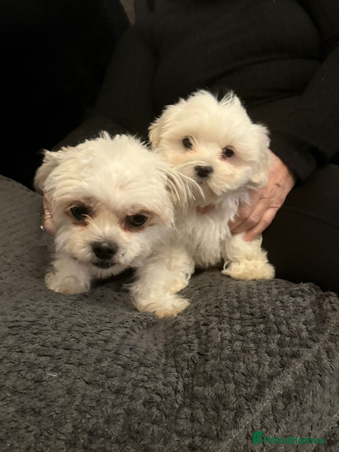Malshi dogs for sale: Maltese x shihtzu  puppy white with beige ears - Image 9