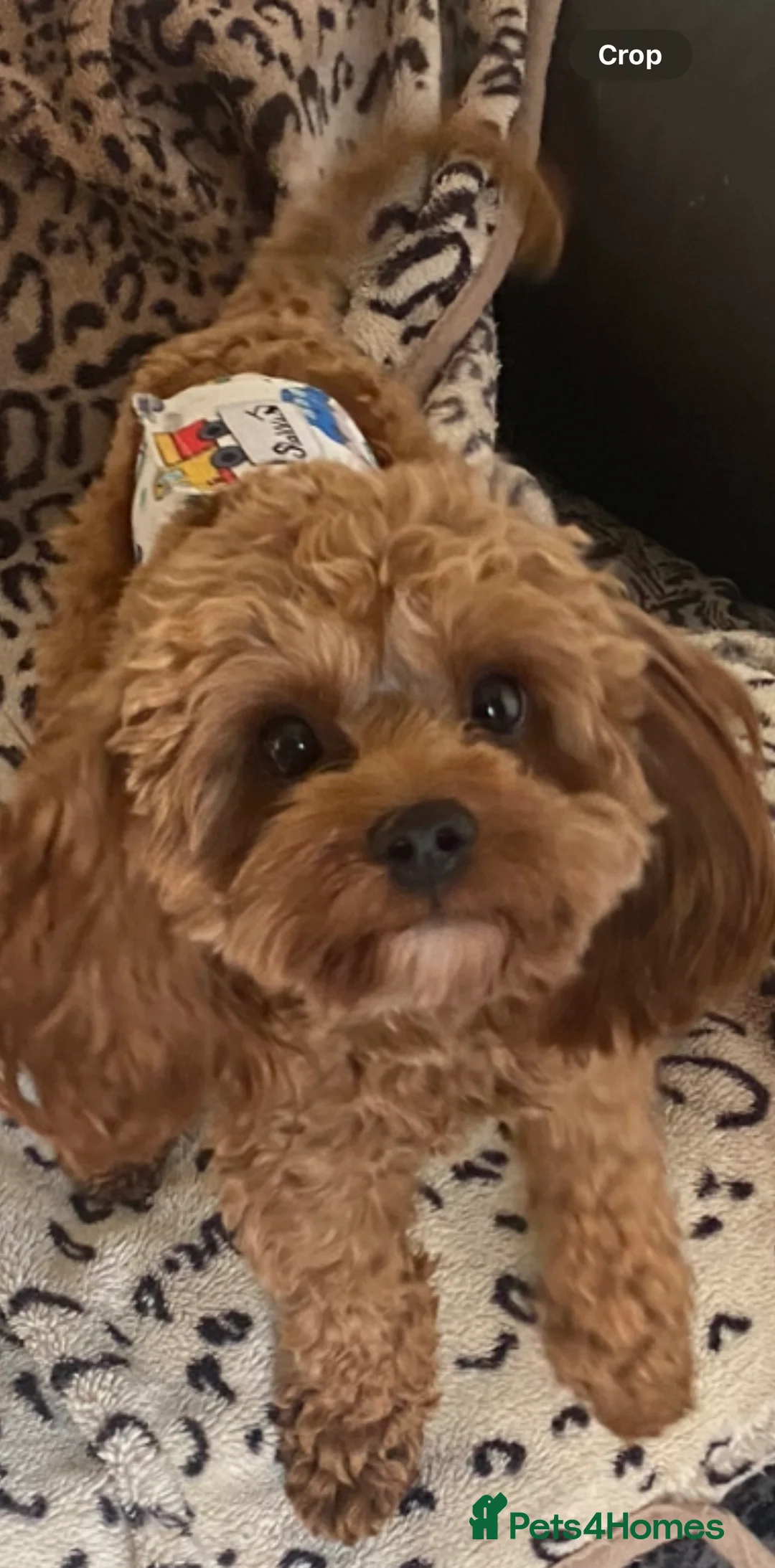 Cavapoo dogs for stud: TINY CAVAPOO STUD ONLY  in Mansfield - Advert 8