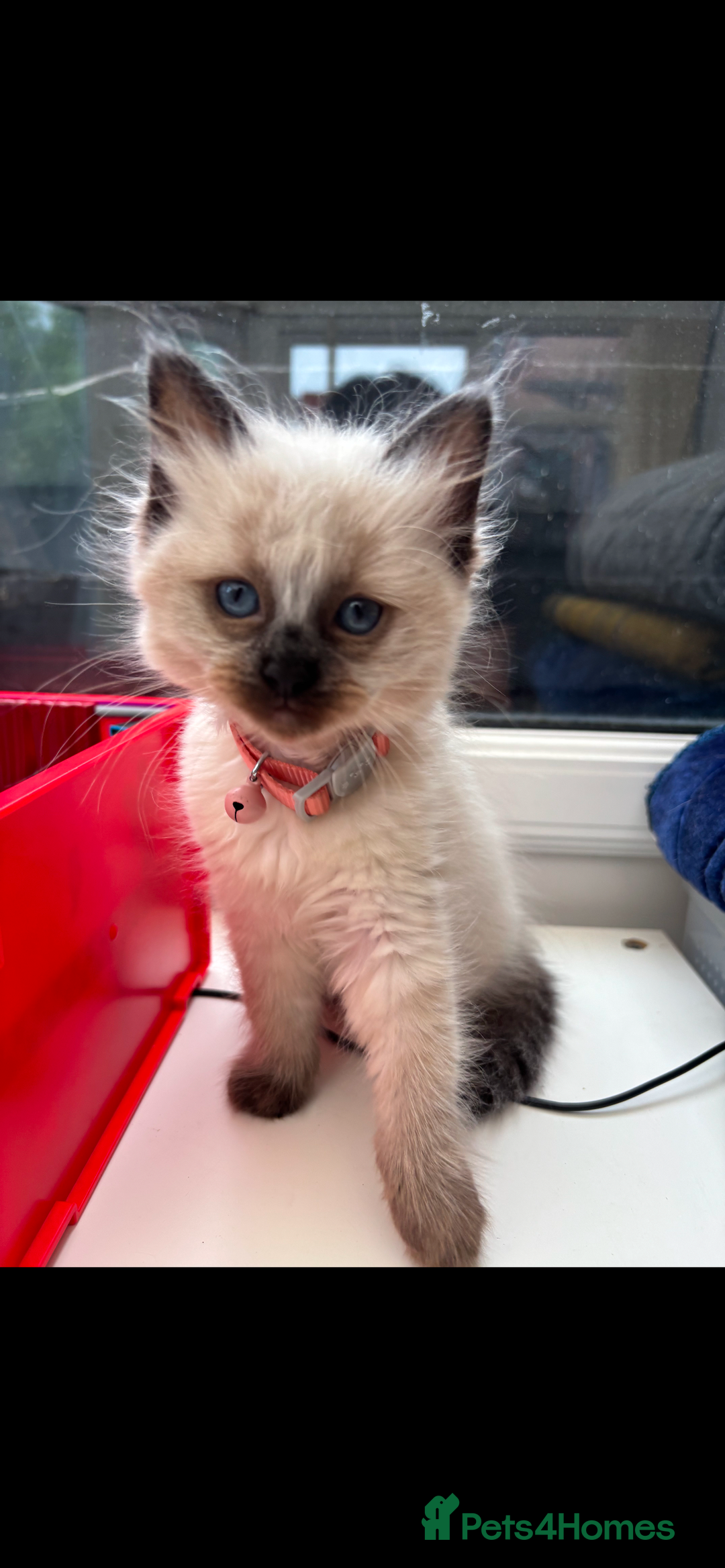 Ragdoll cats for sale: 3 gorgeous rag dolls ready to leave  - Image 3