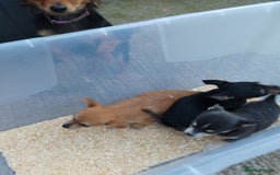 Chihuahua dogs for sale: 3 beautiful chihuahua puppies - Image 22