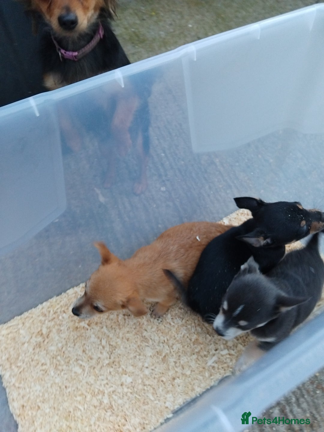 Chihuahua dogs for sale: 3 beautiful chihuahua puppies - Image 22