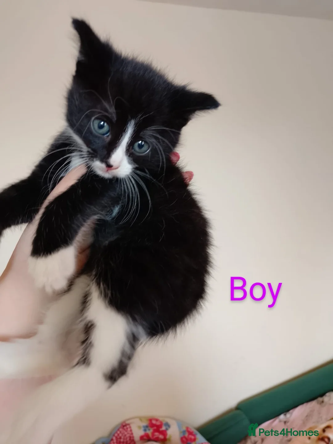 Mixed Breed cats for sale: New born kittens  - Advert 2