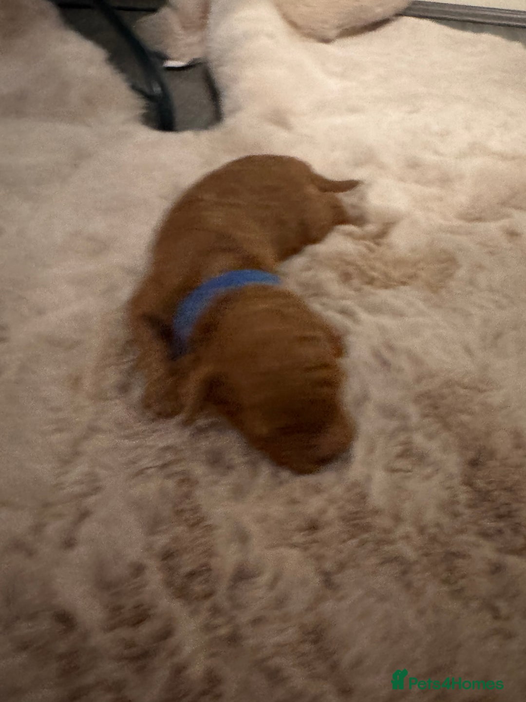 Cockapoo dogs for sale:  F1b Miniature Cockapoo Puppies fox red colour  - Advert 7