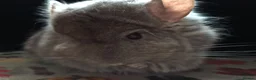 Chinchilla rodents for sale: A verity of Chinchillas rpa/rpac - Advert 25