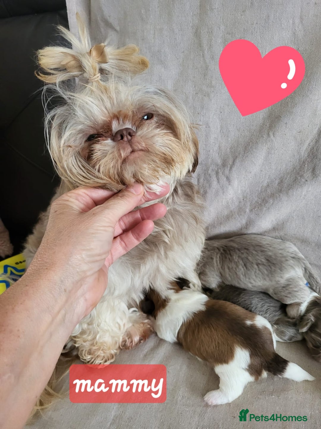 Shih Tzu dogs for sale: KC IMPERIAL SHISH TZU - Image 15