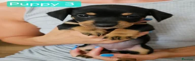 Jackshund 3
