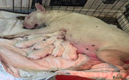 English Bull Terrier dogs for sale: Champion Bloodline English Bull Terrier Puppies  - Image 2