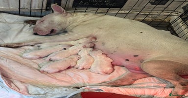 English Bull Terrier dogs - Advert 7