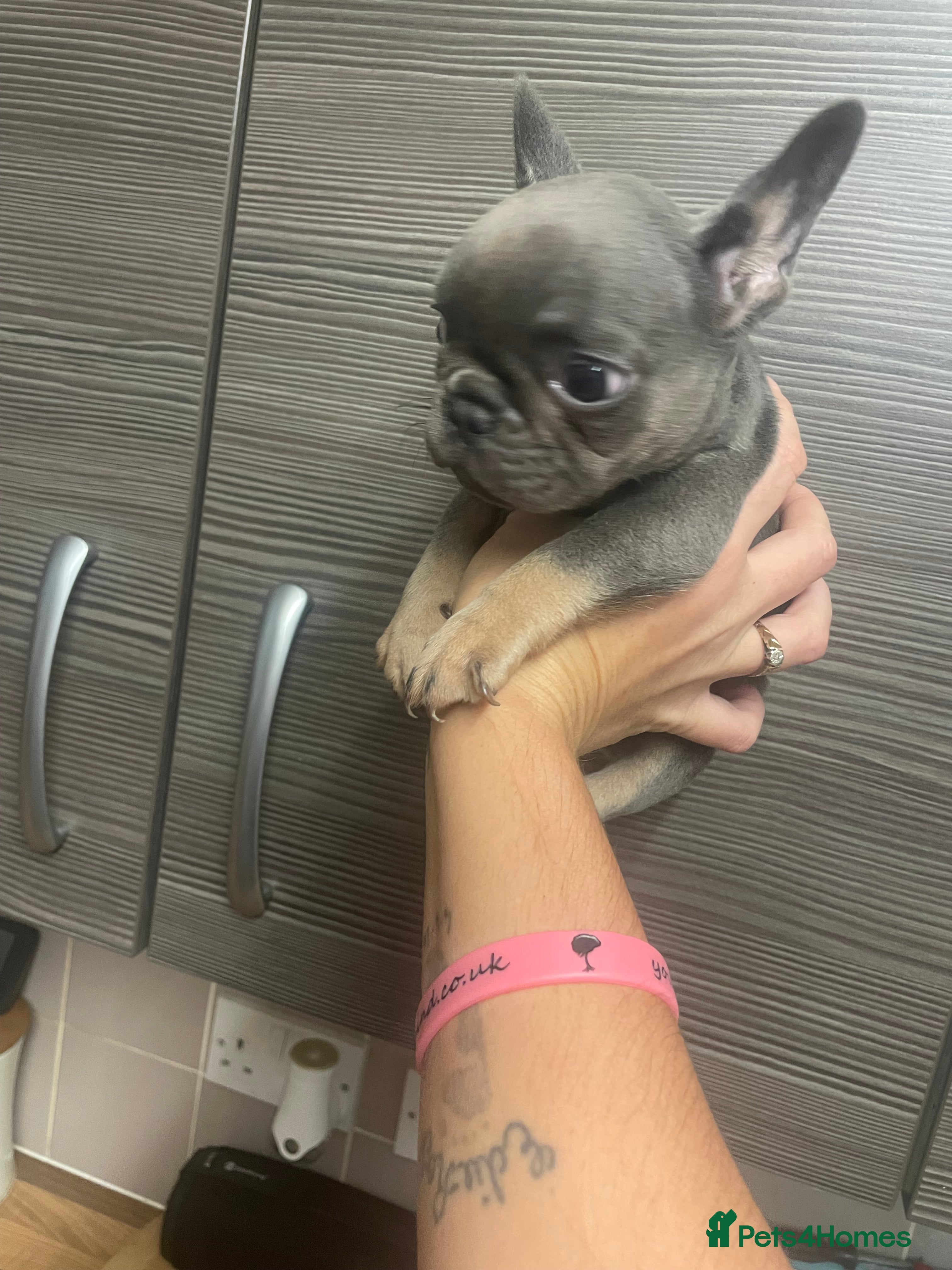 French Bulldog dogs Female French bulldog  - Advert 17