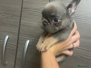 French Bulldog dogs Female French bulldog - Advert 6