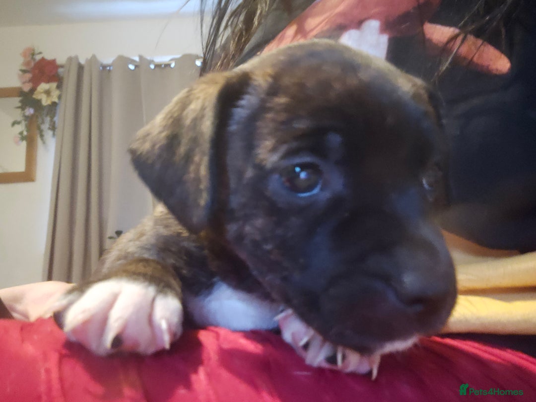 Mixed Breed dogs for sale: Staffy cross jacksui - Advert 15