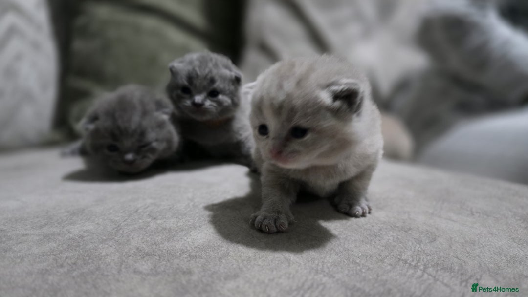 British Shorthair cats for sale: ** LAST ONE LEFT BLUE MALE British Shorthair ** - Advert 16