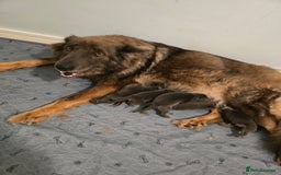 German Shepherd dogs for sale: German Shepherd Puppies  - Image 15