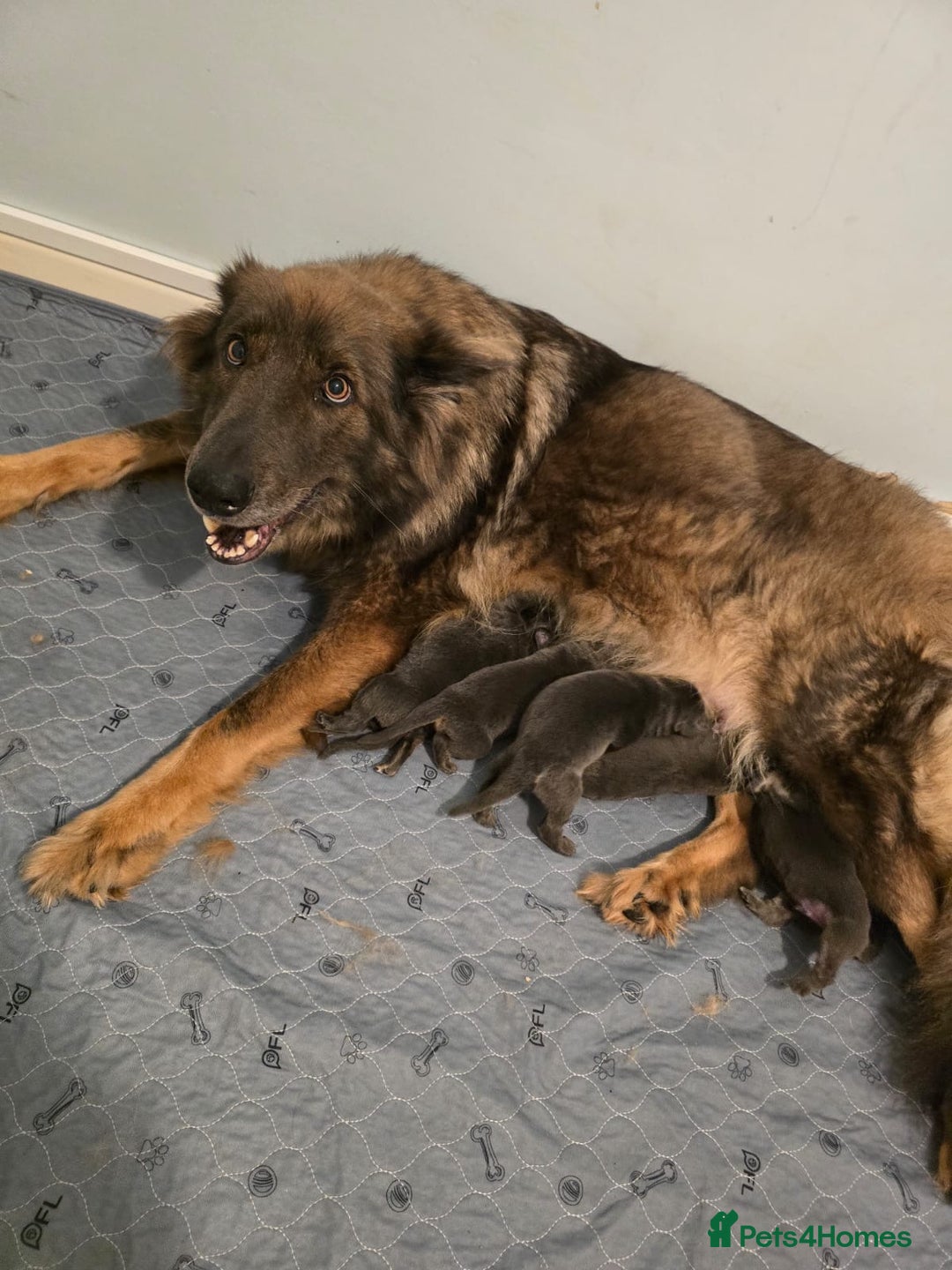 German Shepherd dogs for sale: German Shepherd Puppies  - Image 15