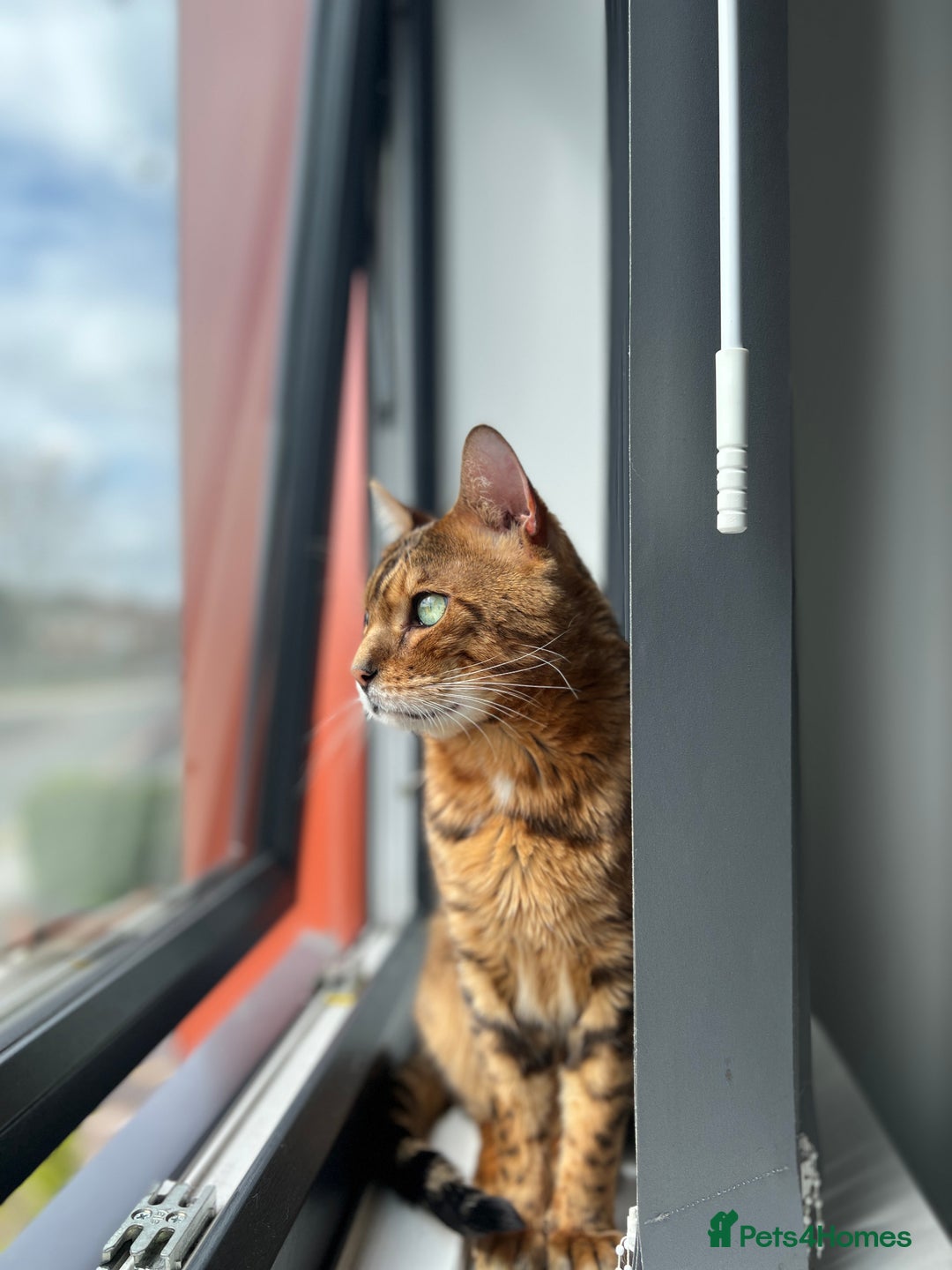 Bengal cats for sale: Loving male Bengal cat - Advert 3